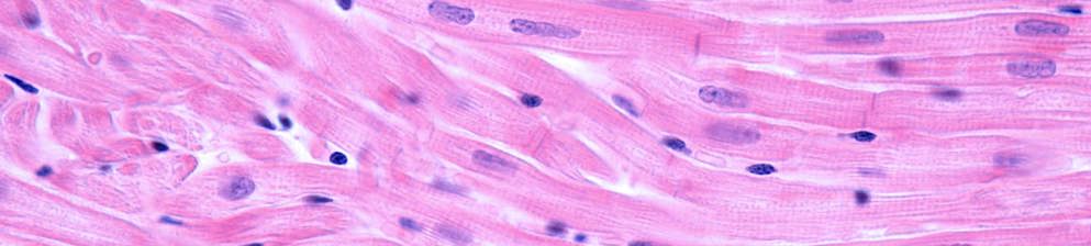 Myocardium Cardiac muscle fibers banner image