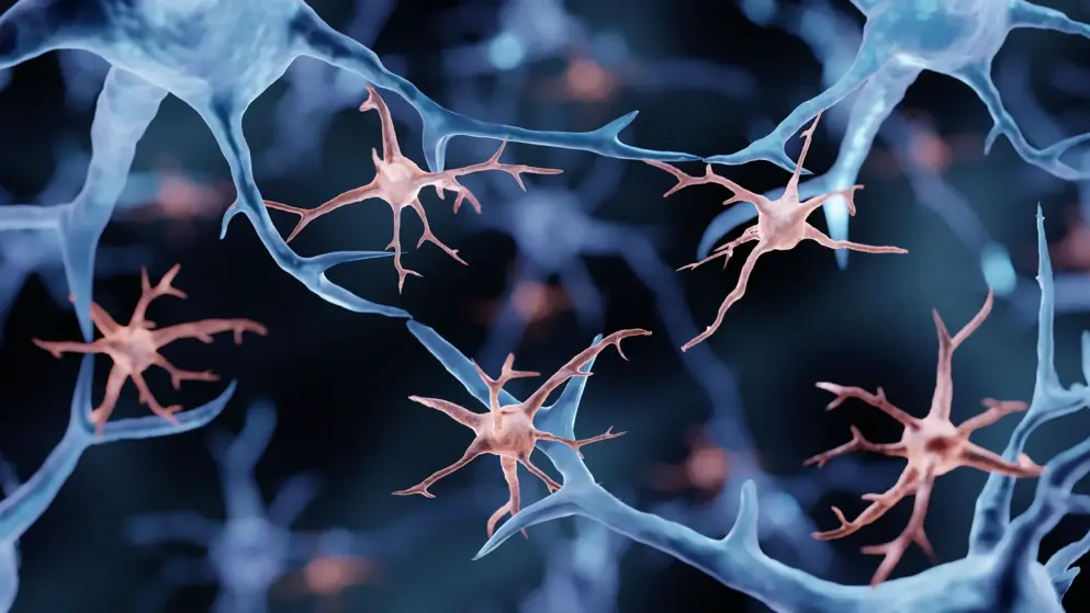 Microglia in the brain